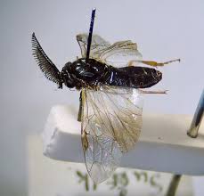 Attēlu rezultāti vaicājumam “Neodiprion sertifer”