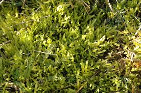 Attēlu rezultāti vaicājumam “Pseudoscleropodium purum”