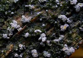 Attēlu rezultāti vaicājumam “Proliferodiscus pulveraceus”