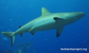 Image result for Carcharhinus amblyrhynchos