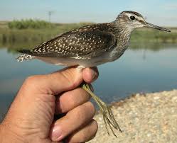 Attēlu rezultāti vaicājumam “Tringa glareola adult”