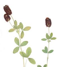 Attēlu rezultāti vaicājumam “Trifolium spadiceum leaf”
