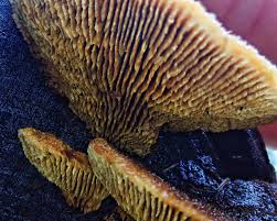 Attēlu rezultāti vaicājumam “Gloeophyllum trabeum”