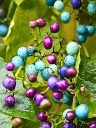 Attēlu rezultāti vaicājumam “Ampelopsis glandulosa var. brevipedunculata”