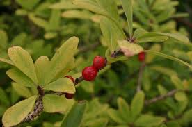 Attēlu rezultāti vaicājumam “Daphne mezereum leaf”