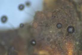 Attēlu rezultāti vaicājumam “Comatricha fragilis macro”