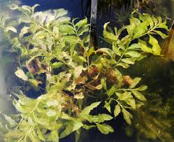 Attēlu rezultāti vaicājumam “Potamogeton lucens”