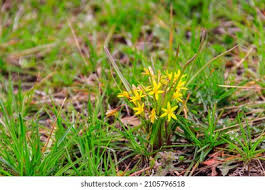 Attēlu rezultāti vaicājumam “Gagea lutea leaf”