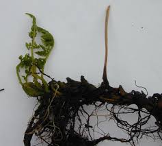 Attēlu rezultāti vaicājumam “Cystopteris fragilis”