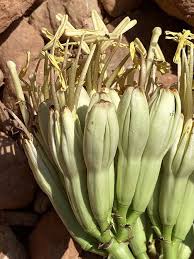 Attēlu rezultāti vaicājumam “Erysimum hieracifolium fruit”