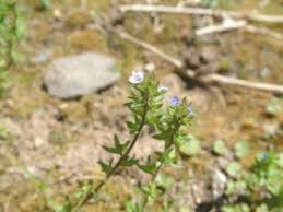 Attēlu rezultāti vaicājumam “Veronica arvensis leaf”