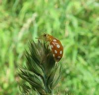 Attēlu rezultāti vaicājumam “Halyzia sedecimguttata”