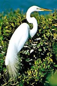 Attēlu rezultāti vaicājumam “Egretta alba”