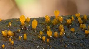 Attēlu rezultāti vaicājumam “Calocera pallidospathulata”