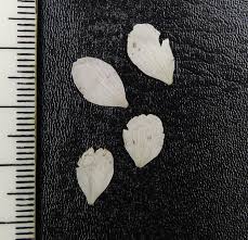 Attēlu rezultāti vaicājumam “Rubus plicatus”