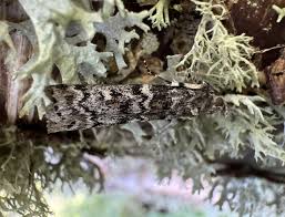 Attēlu rezultāti vaicājumam “Dioryctria abietella”