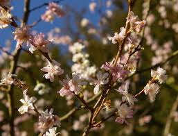 Attēlu rezultāti vaicājumam “Prunus padus var. roseiflora”