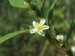 Attēlu rezultāti vaicājumam “Polygonum arenastrum flower”