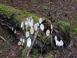 Attēlu rezultāti vaicājumam “Lunaria rediviva leaf”