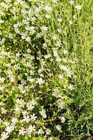 Attēlu rezultāti vaicājumam “Stellaria holostea leaf”