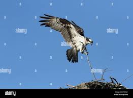 Attēlu rezultāti vaicājumam “Pandion haliaetus adult”
