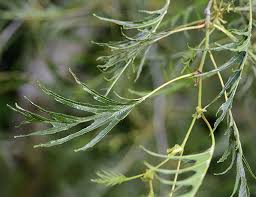 Attēlu rezultāti vaicājumam “Alnus glutinosa leaf”
