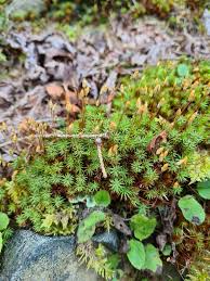 Attēlu rezultāti vaicājumam “Pogonatum nanum macro”