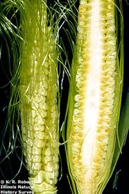 Attēlu rezultāti vaicājumam “Zea mays female flower”