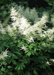 Image result for Aruncus dioicus
