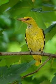 Attēlu rezultāti vaicājumam “Oriolus oriolus male”