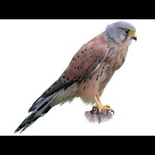 Attēlu rezultāti vaicājumam “Falco tinnunculus adult”