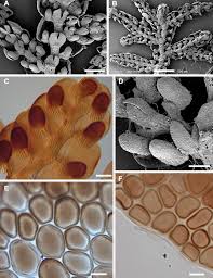 Attēlu rezultāti vaicājumam “Frullania fragilifolia macro”