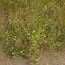 Image result for Potentilla argentea