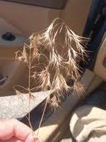 Attēlu rezultāti vaicājumam “Anisantha tectorum fruit”