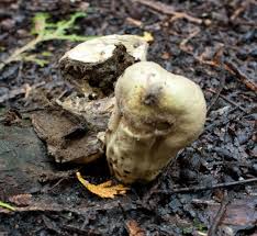 Attēlu rezultāti vaicājumam “Calvatia excipuliformis”