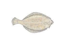 Image result for Pseudopleuronectes americanus