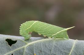 Attēlu rezultāti vaicājumam “Laothoe populi imago”
