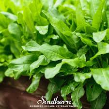 Attēlu rezultāti vaicājumam “Rumex acetosa leaf”