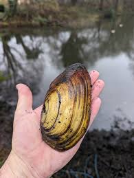 Image result for Bollington & Royal Oak Angling Society