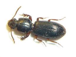 Attēlu rezultāti vaicājumam “Clivina fossor”