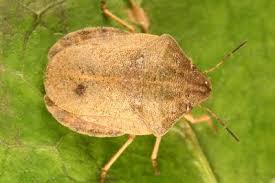 Attēlu rezultāti vaicājumam “Eurygaster testudinaria imago”