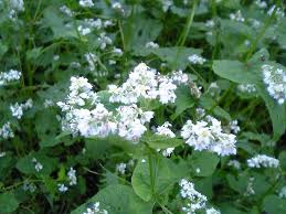Attēlu rezultāti vaicājumam “Fagopyrum esculentum flower”