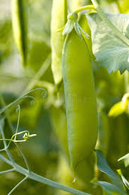 Attēlu rezultāti vaicājumam “Pisum sativum leaf”