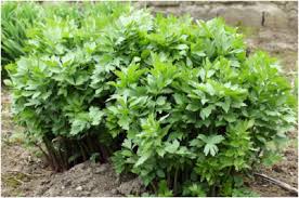 Attēlu rezultāti vaicājumam “Levisticum officinale”