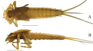 Attēlu rezultāti vaicājumam “Ephemeroptera larvae”