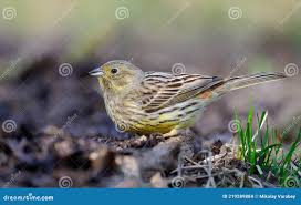 Attēlu rezultāti vaicājumam “Emberiza citrinella juvenile”
