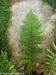 Attēlu rezultāti vaicājumam “Dryopteris affinis”
