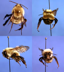 Attēlu rezultāti vaicājumam “Bombus”