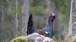 Attēlu rezultāti vaicājumam “Tetrao urogallus female”