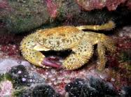 Image result for Eriphia verrucosa